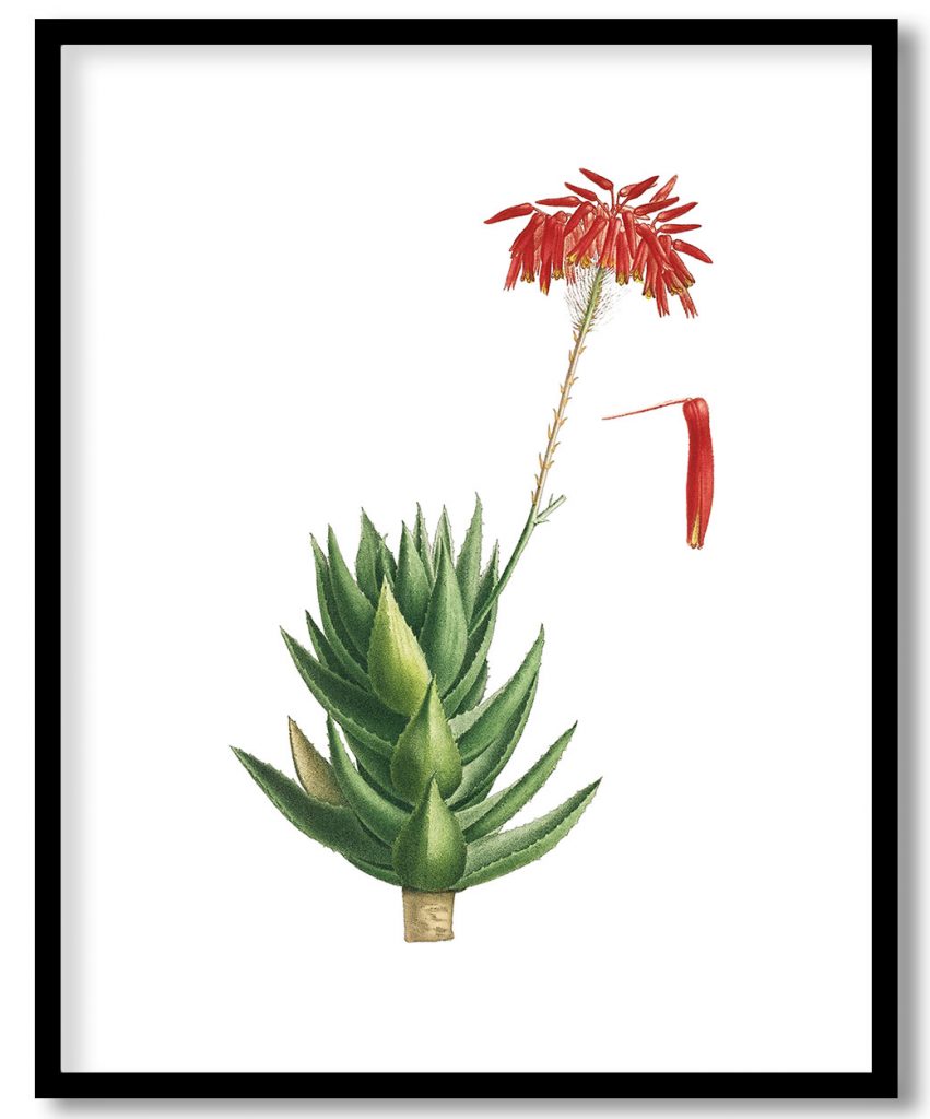 Aloe Mitroeformis (Mitre Aloe) from Histoire des Plantes Grasses (1799) by Pierre Joseph Redouté