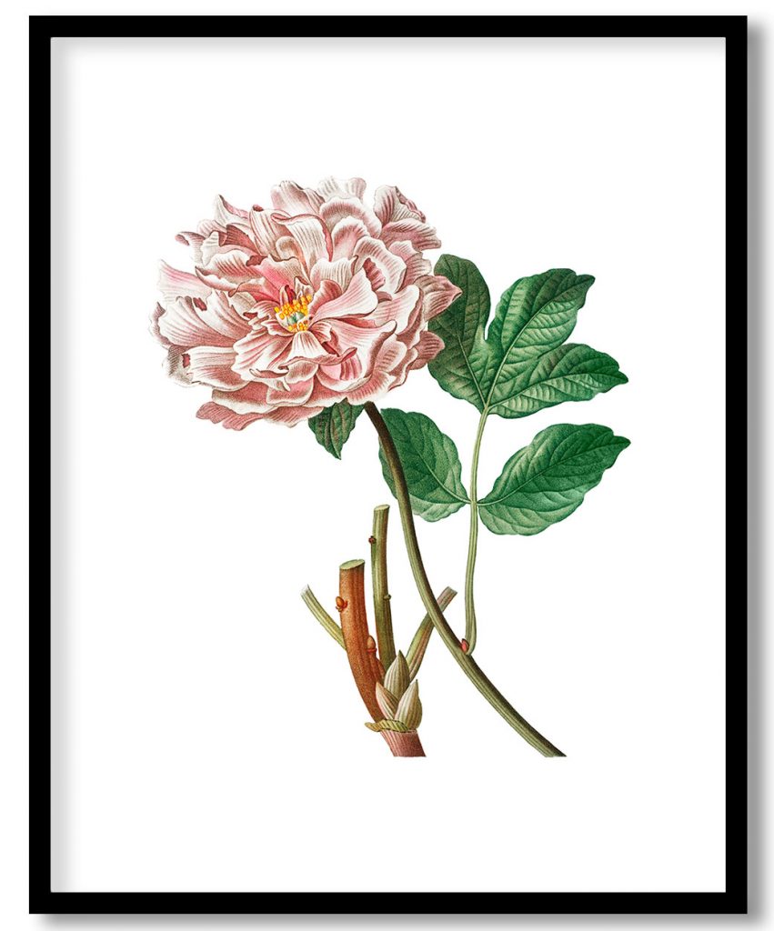Vintage pink Moutan peony
