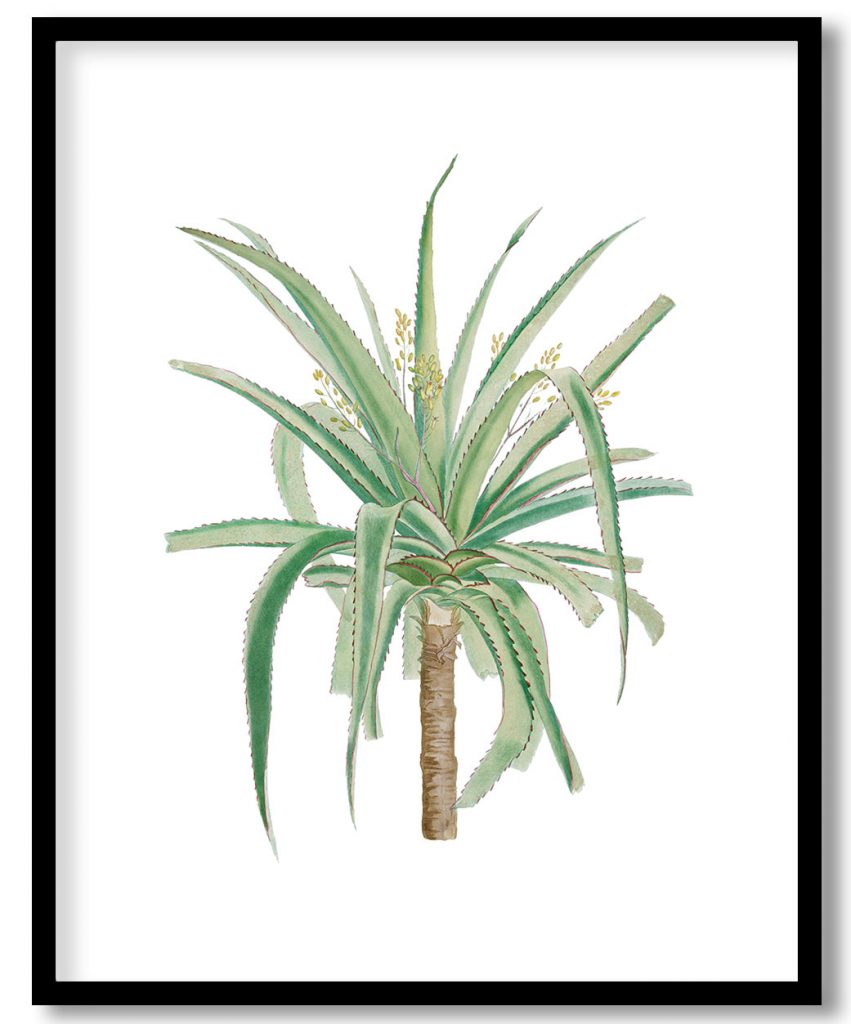 Aloe Marginalis Image from Histoire des Plantes Grasses (1799) by Pierre Joseph Redouté