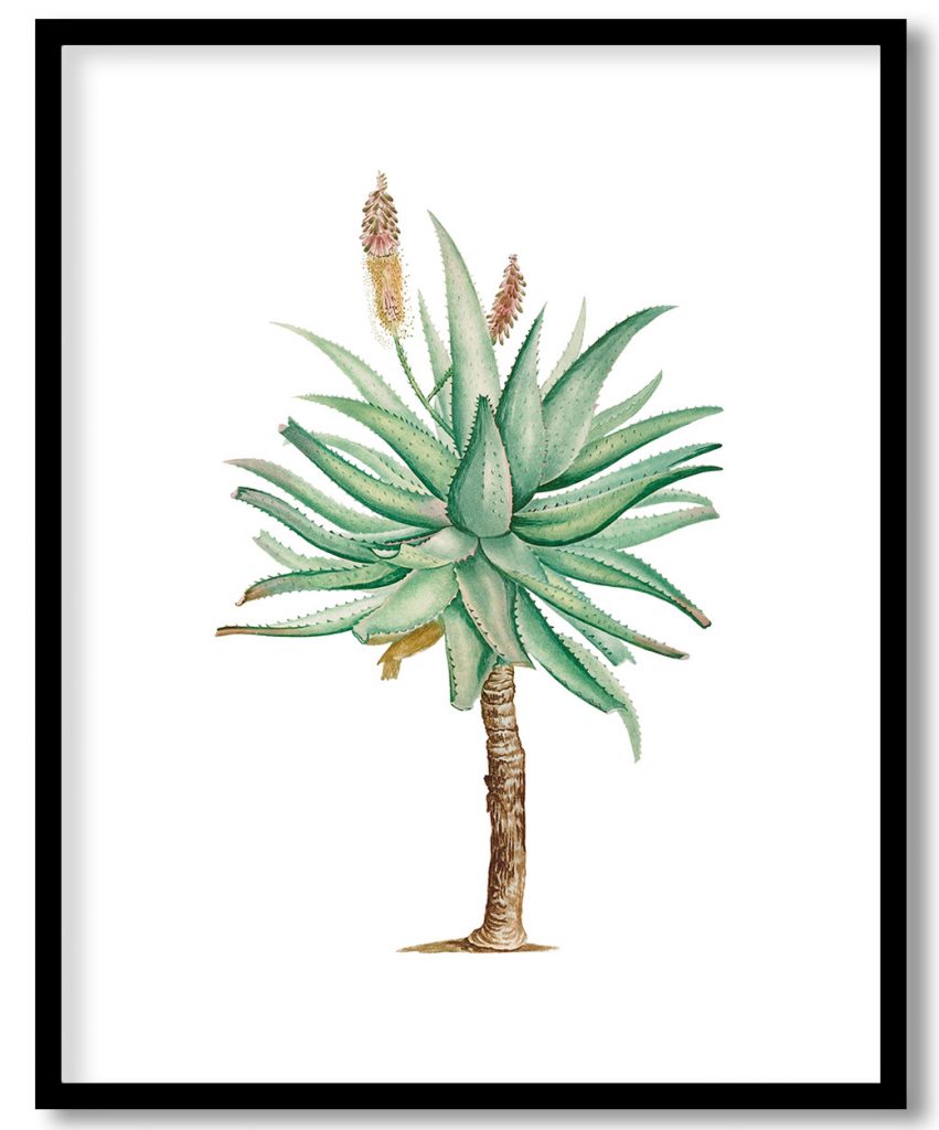 Aloe Ferox Image from Histoire des Plantes Grasses (1799) by Pierre Joseph Redouté