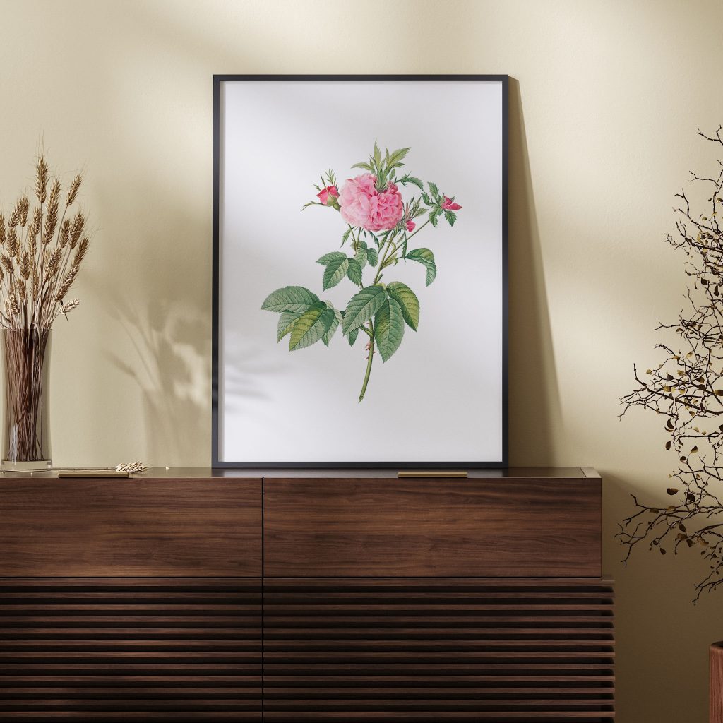 Agatha rose, also known as Rosa gallica-Agatha, Var. Prolifera from Les Roses (1817–1824) by Pierre Joseph Redouté