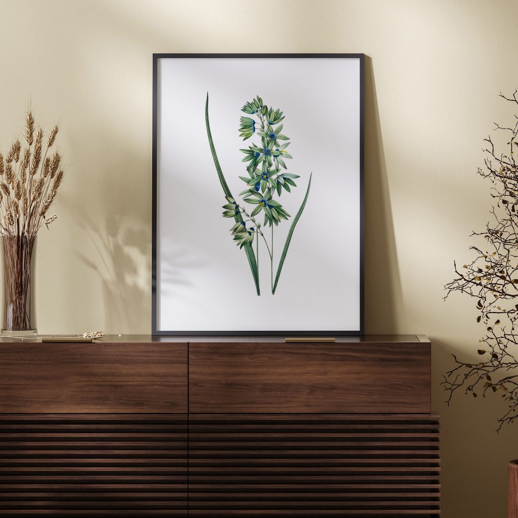 African Corn Lily by Pierre Joseph Redouté (1759–1840)