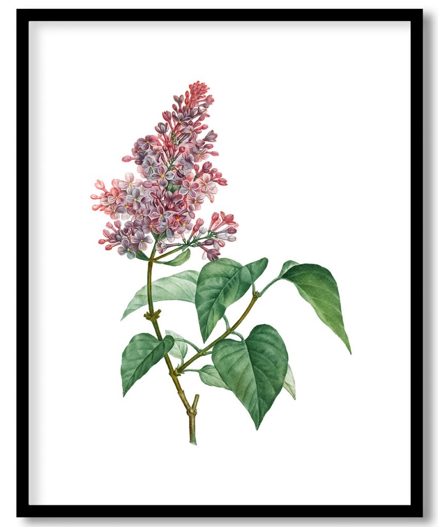 Vintage pink lilac flowering plant