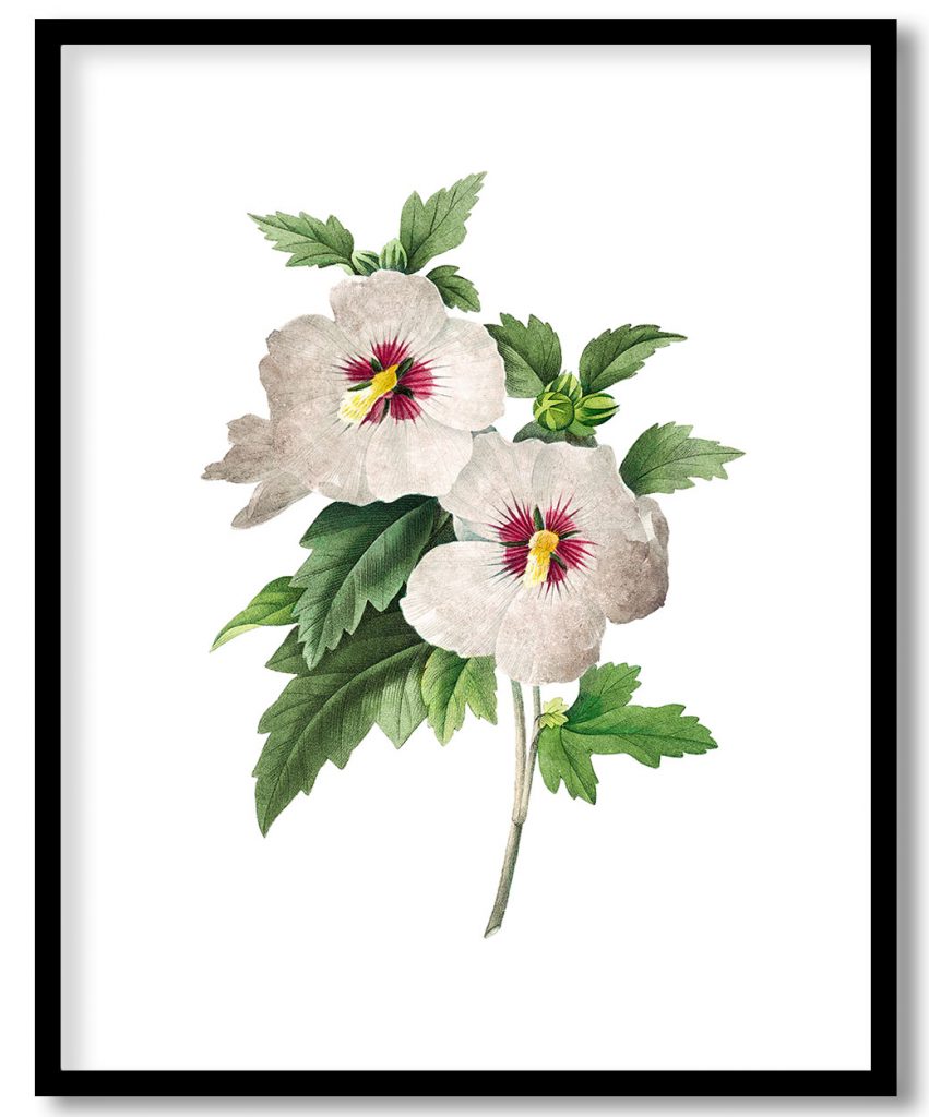 Vintage Hibiscus flower by Pierre Joseph Redouté