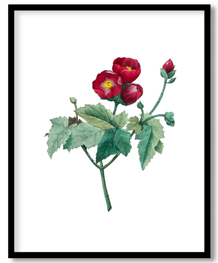 Vintage Purple Mallow flower by Pierre Joseph Redouté