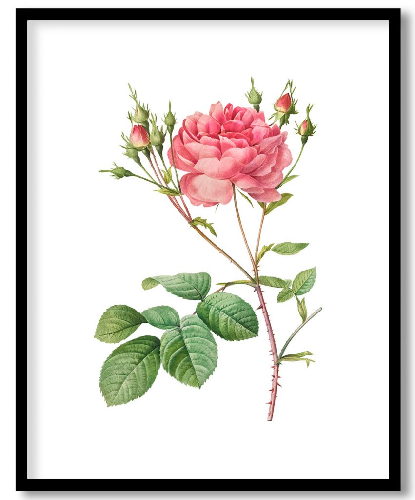 Vintage Rosa Centifolia Anglica Rubra