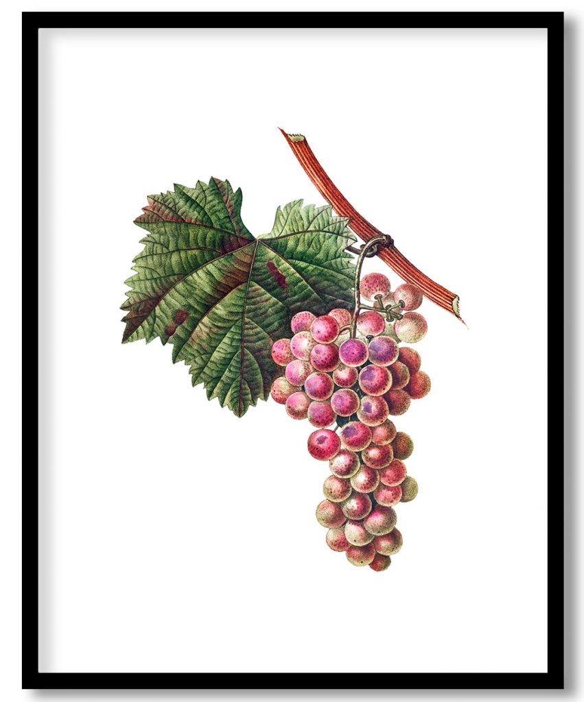 Vitis vinifera (Muscat rouge) from Treatise On Trees And Shrubs Grown In Open Ground In France