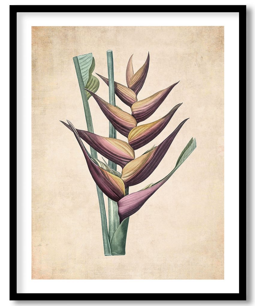 Parrot heliconia - Pressed Vintage Botanical