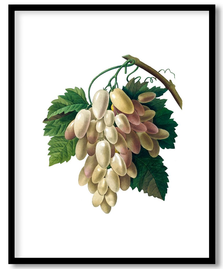White Grape from Choix des plus belles fleurs (1827) by Pierre Joseph Redouté