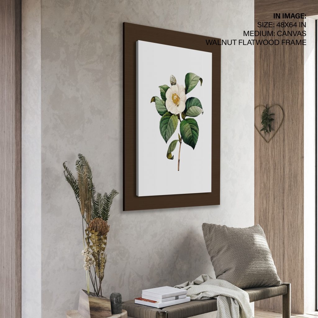 White Japanese camellia flower botanical by Pierre Joseph Redouté