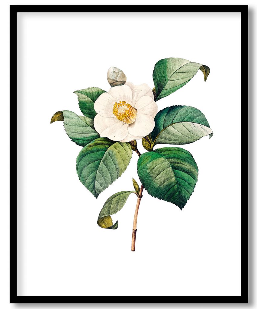 White Japanese camellia flower botanical by Pierre Joseph Redouté