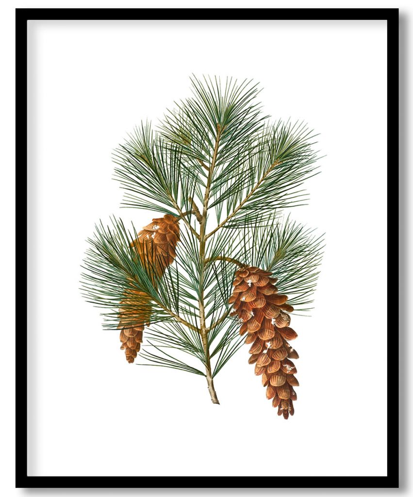 White rose botanical by Pierre Joseph Redouté #452