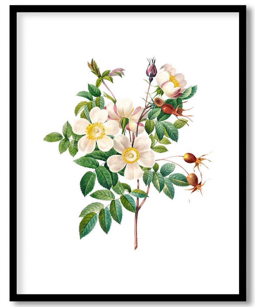 White rose of york flower botanical by Pierre Joseph Redouté