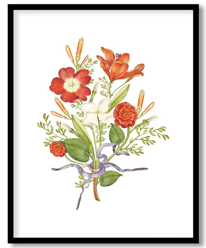Wildflower red flower vintage hand drawn botanical