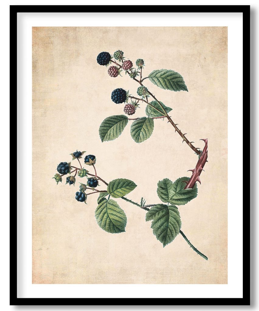 Blackberry and dewberry - Pressed Vintage Botanical