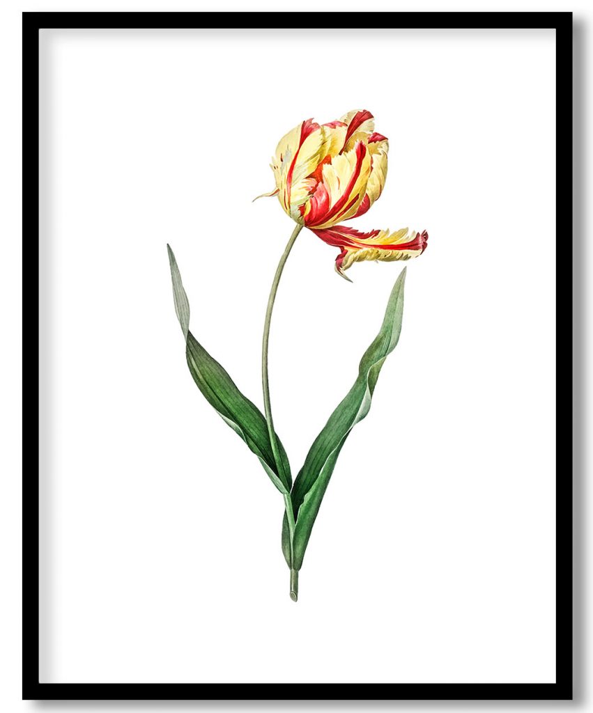 Vintage Didier's tulip #2