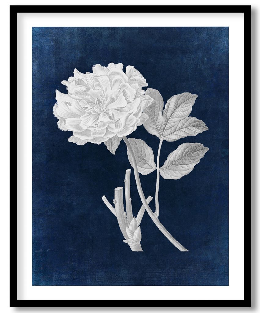 Vintage pink Moutan peony - Indigo Pressed