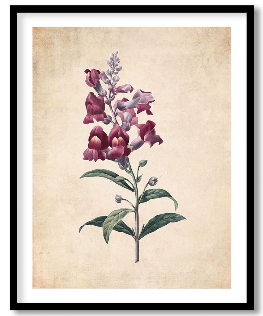 Anterinum flower botanical - Pressed Vintage Botanical