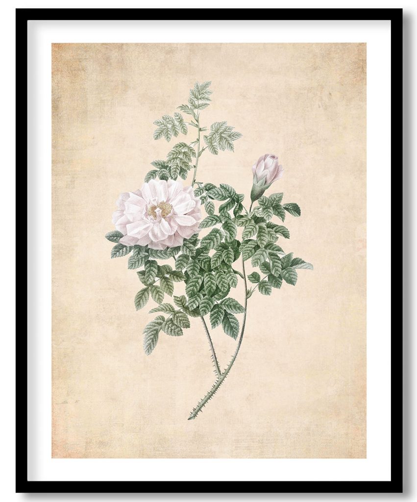 Ventenat's Rose - Pressed Vintage Botanical