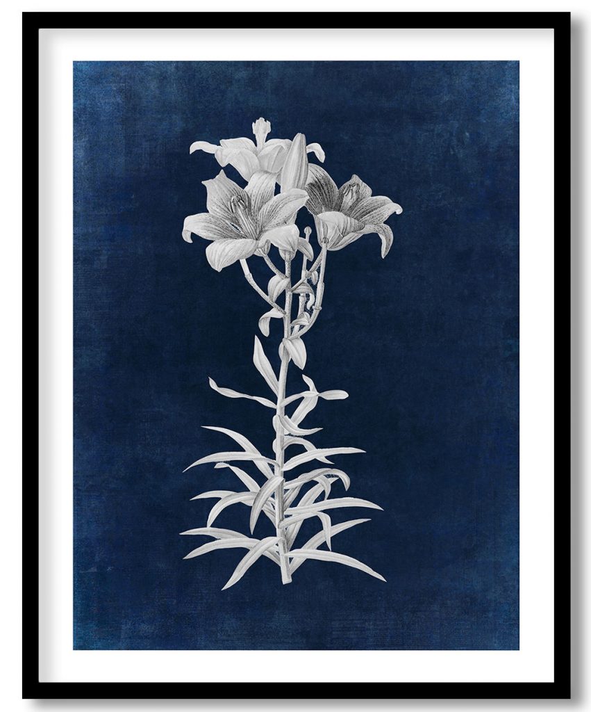 Fire lily - Indigo Pressed