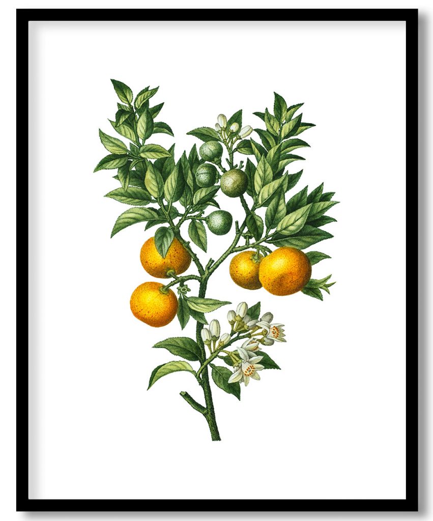 Vintage bitter sweet oranges on a branch