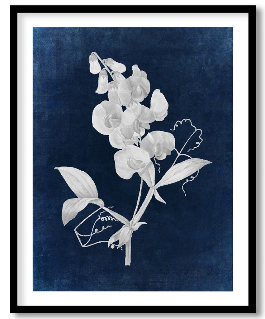 Everlasting Pea flower - Indigo Pressed