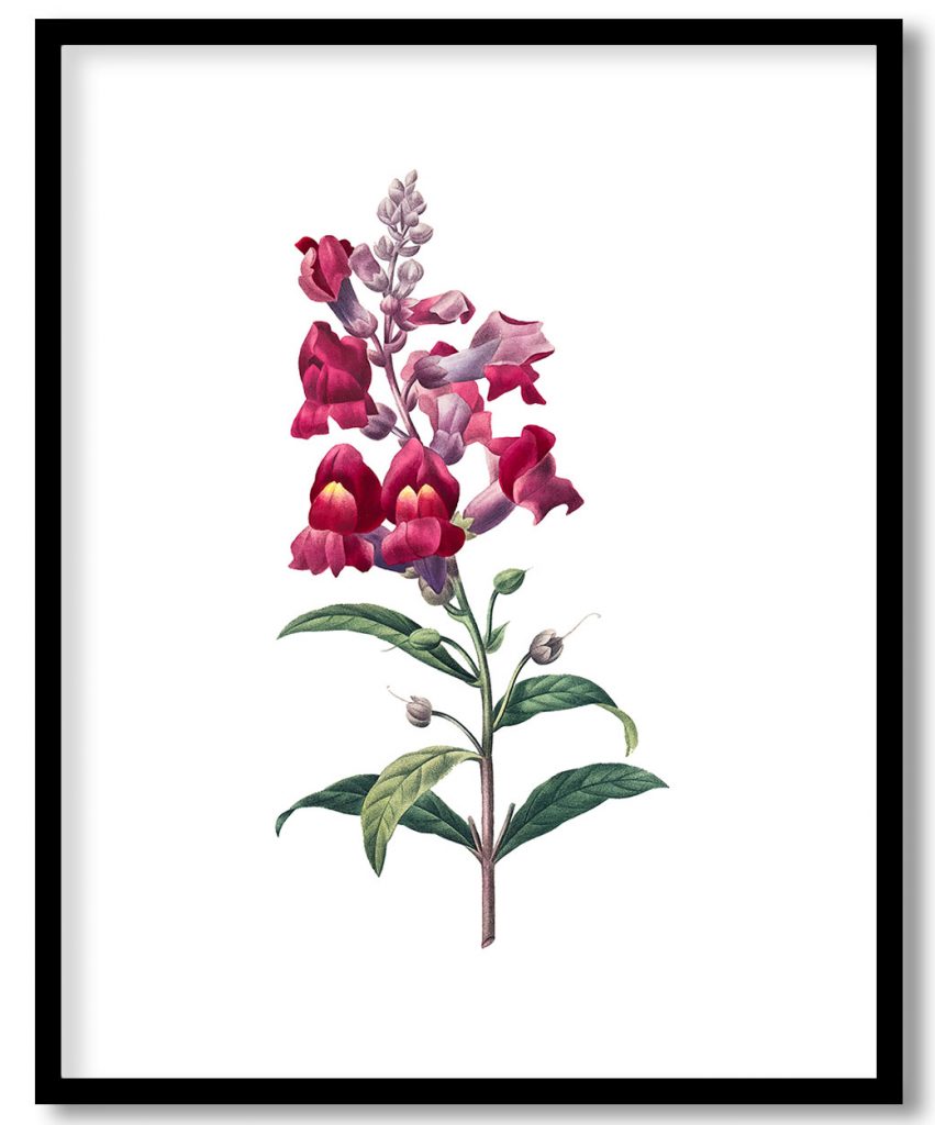 Vintage Anterinum flower botanical by Pierre Joseph Redouté