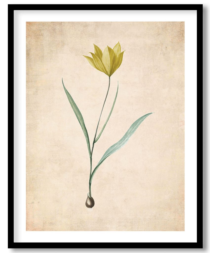 Tulipa sylvestris - Pressed Vintage Botanical