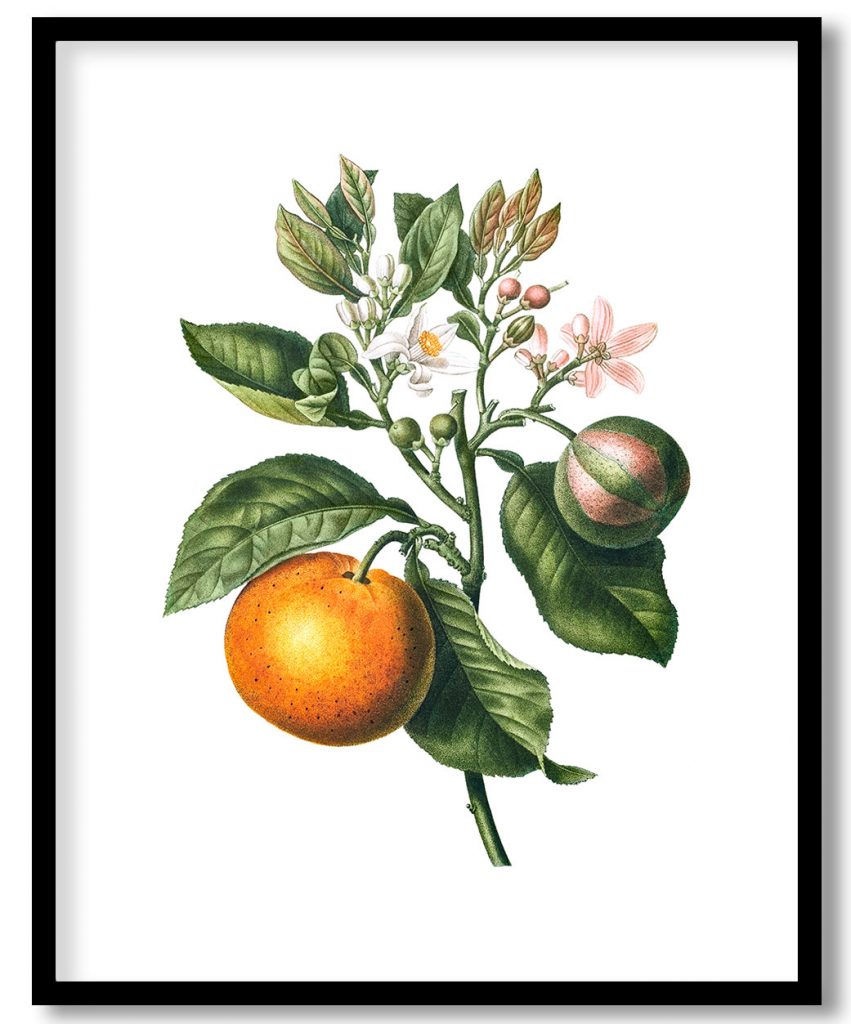 Vintage a bitter sweet orange