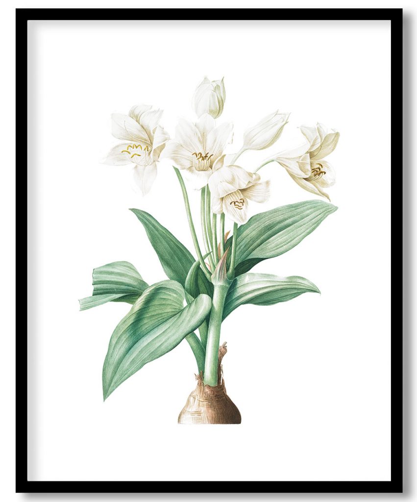 Vintage Crinum giganteum