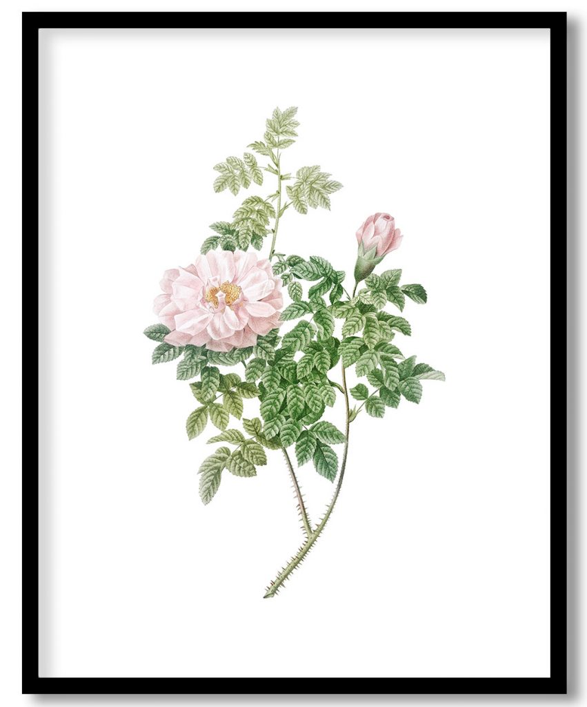 Ventenat's Rose, also known as Rose Bush (Rosa ventenatiana) from Les Roses (1817–1824) by Pierre Joseph Redouté