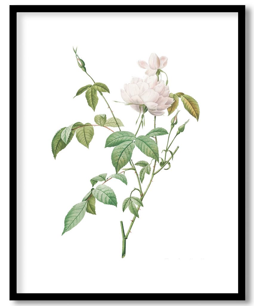 Bengal Rose with White Flowers (Rosa indica subalba) #111