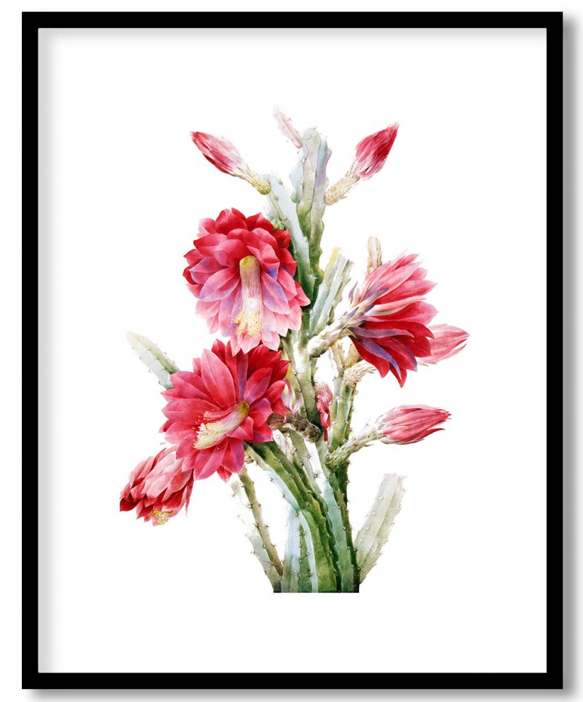 Bengal Rose with White Flowers (Rosa indica subalba) #112