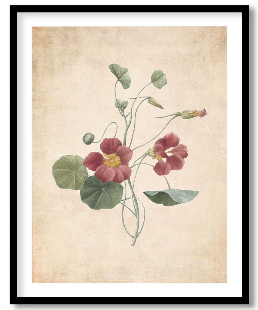 Tropaeolum majus - Pressed Vintage Botanical