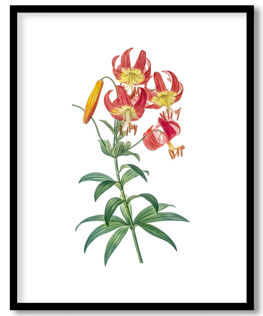 Turban lily from Les liliacées (1805) by Pierre Joseph Redouté