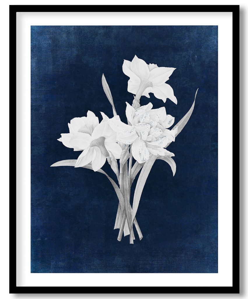 Double Daffodil flower botanical - Indigo Pressed