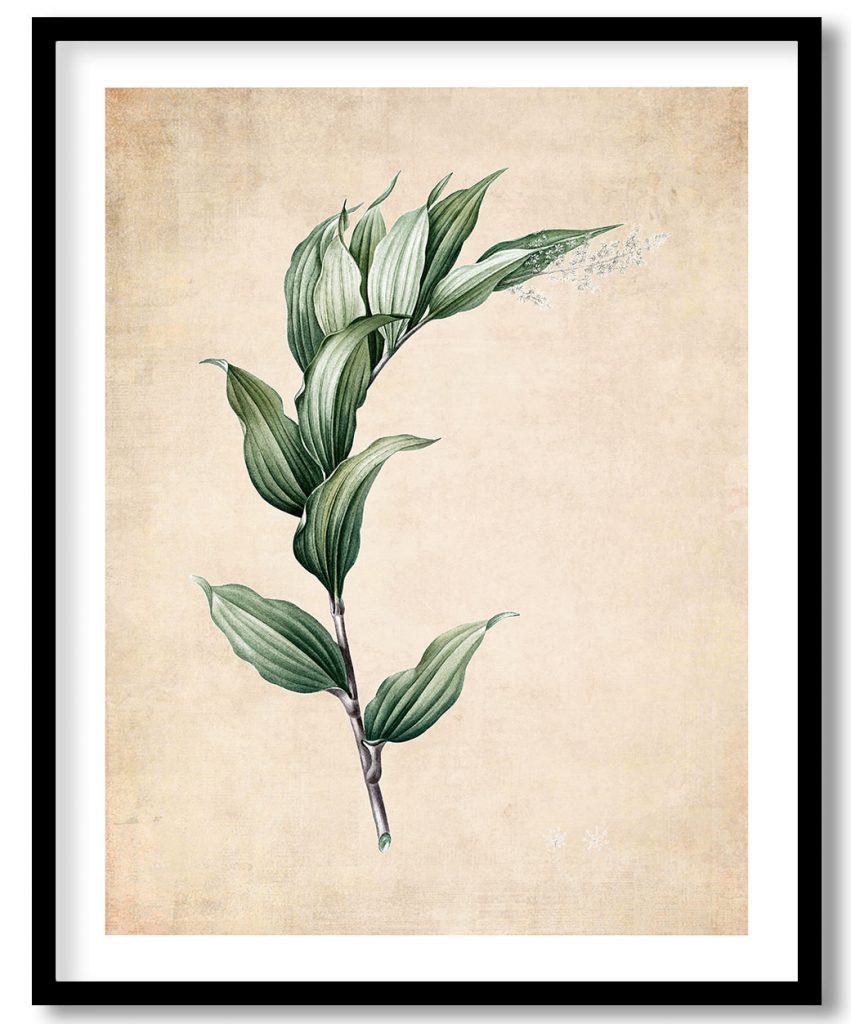 Treacleberry from Les liliacées - Pressed Vintage Botanical