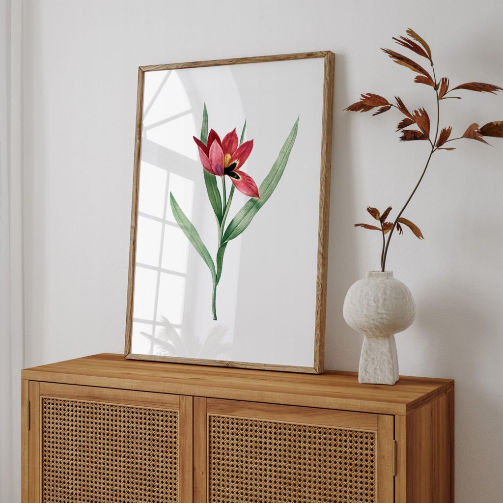 Tulipa oculus Colis from Les liliacées (1805) by Pierre Joseph Redouté