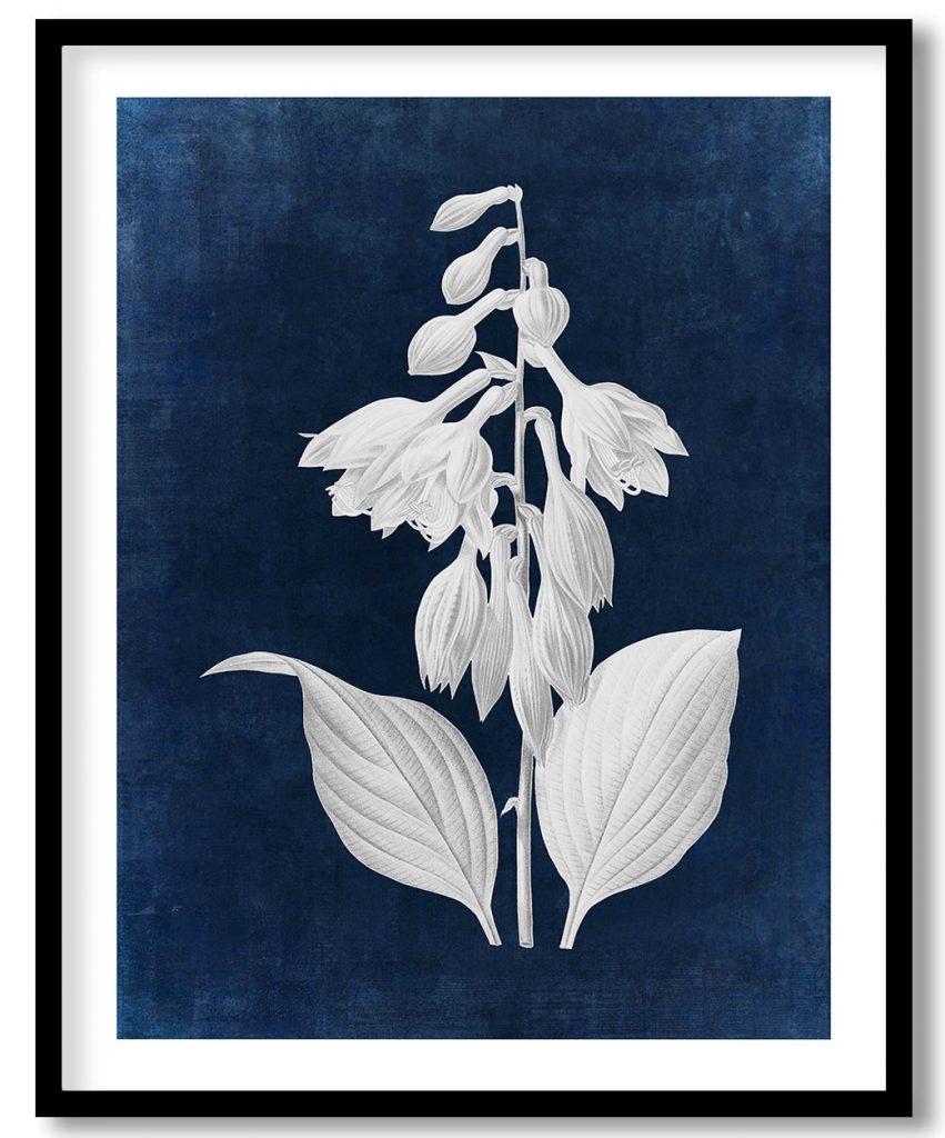 Daylily flower botanical - Indigo Pressed