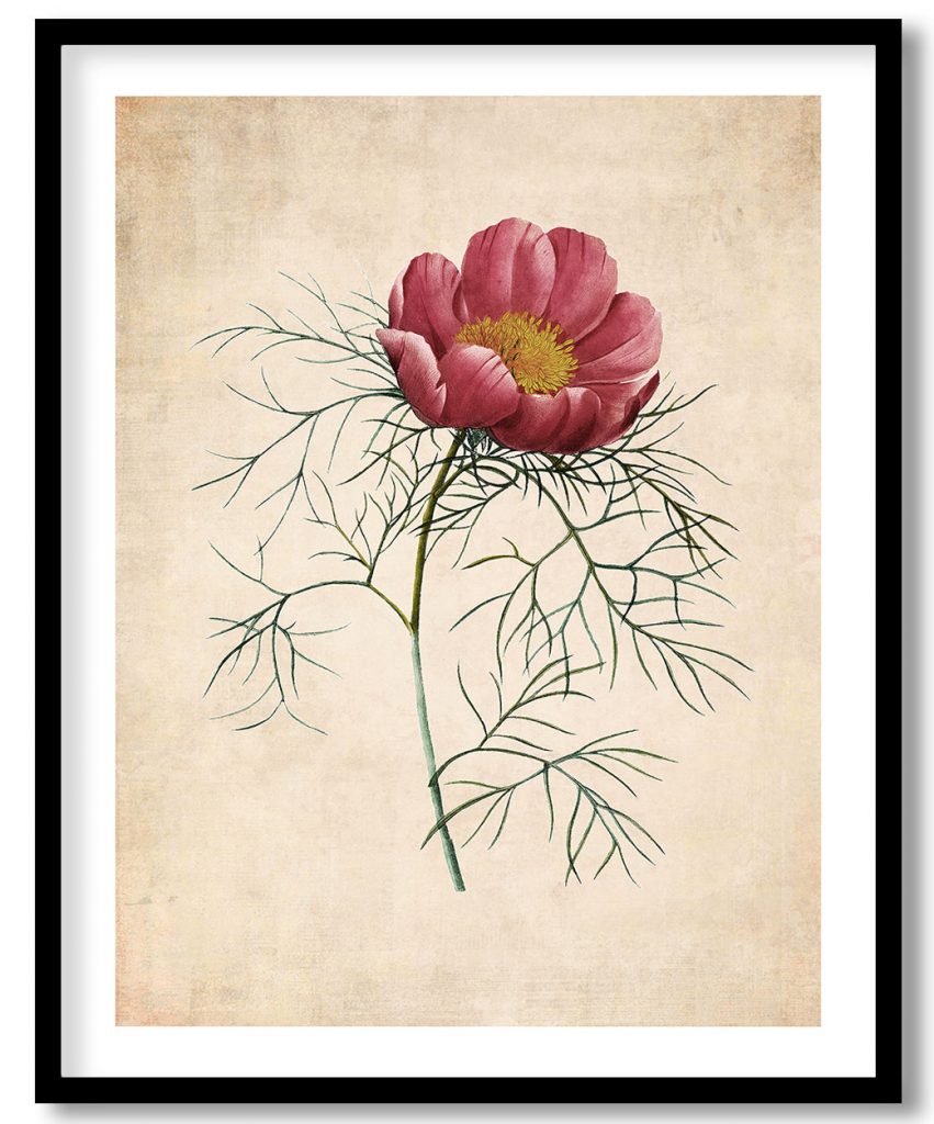 Thin-leaved peony flower - Pressed Vintage Botanical