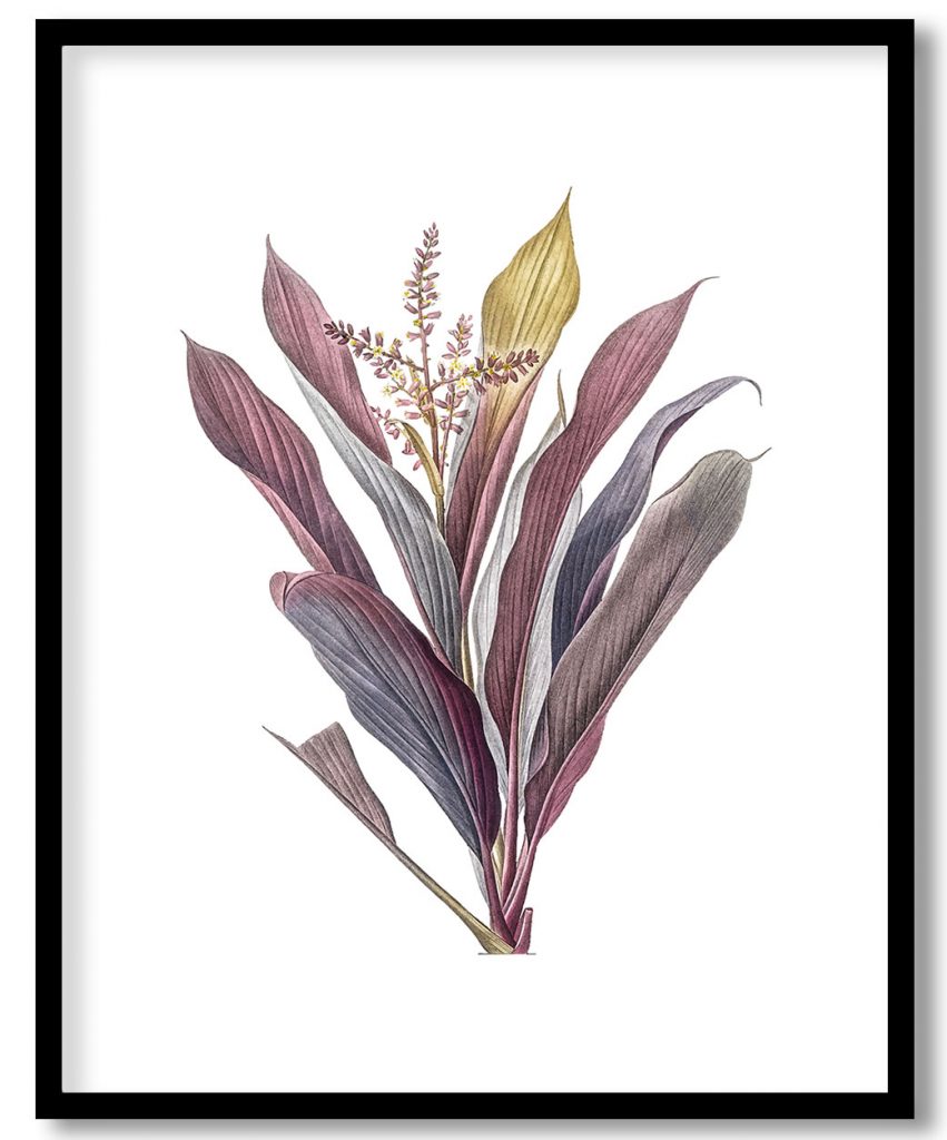 Vintage Cordyline fruticosa