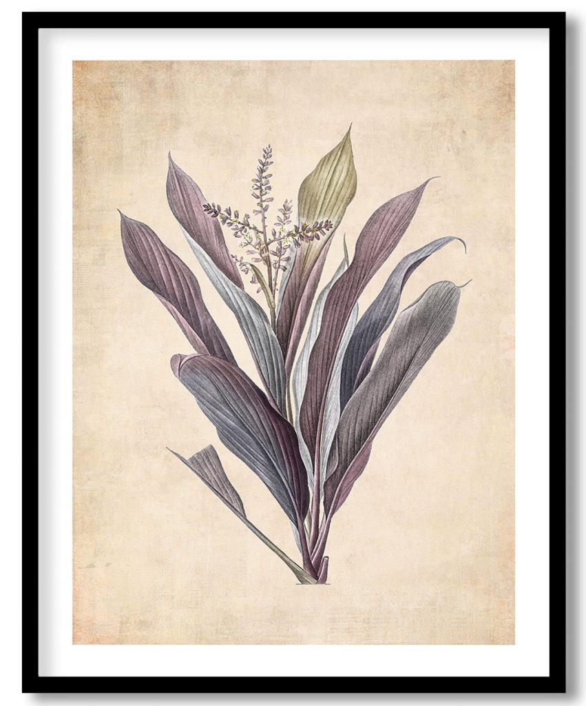 Cordyline fruticosa - Pressed Vintage Botanical