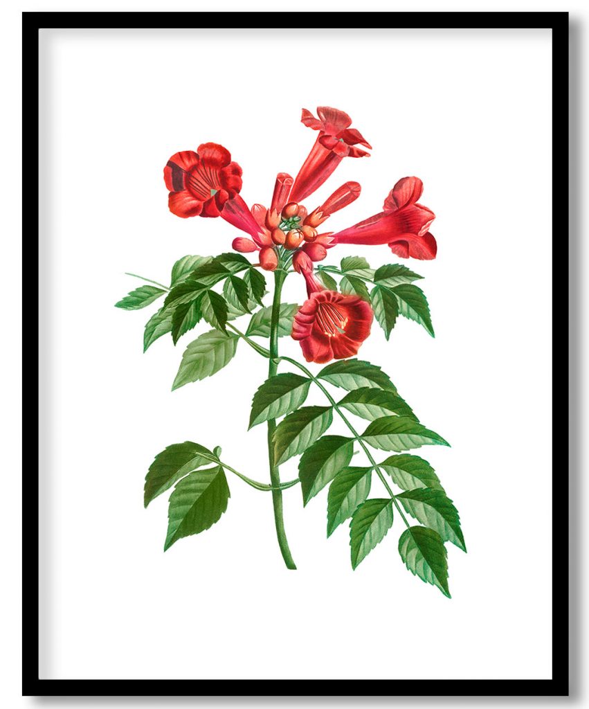 Trumpet vine (Tecoma radicans) from Treatise On Trees And Shrubs Grown In Open Ground In France