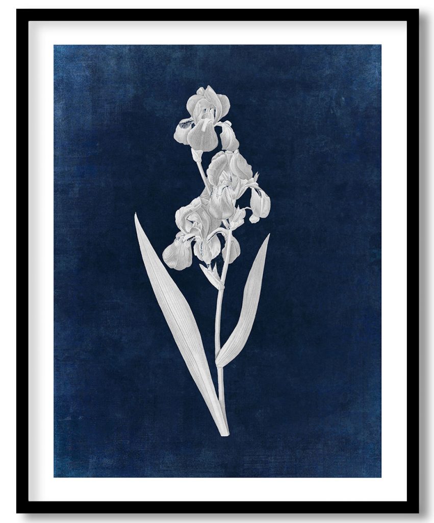 Dalmatian iris botanical - Indigo Pressed