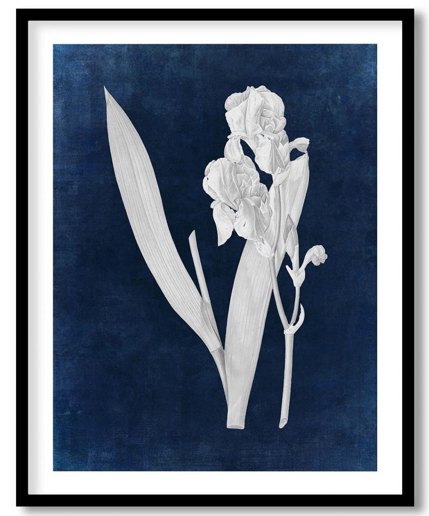 Dalmatian iris - Indigo Pressed