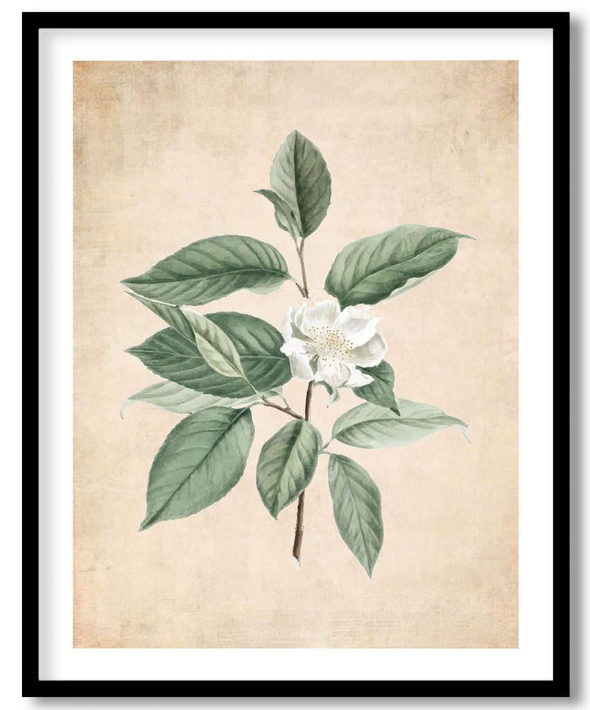 Stuartia Pentagyna - Pressed Vintage Botanical