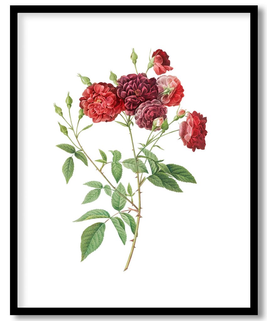 Ternaux Rose, also known as Rosebush with almost violet flowers (Rosa indica subviolacea)