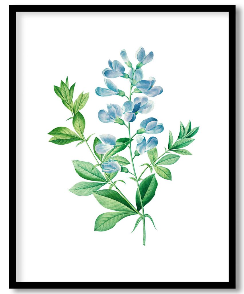 Sweet pea flower botanical by Pierre Joseph Redouté #115