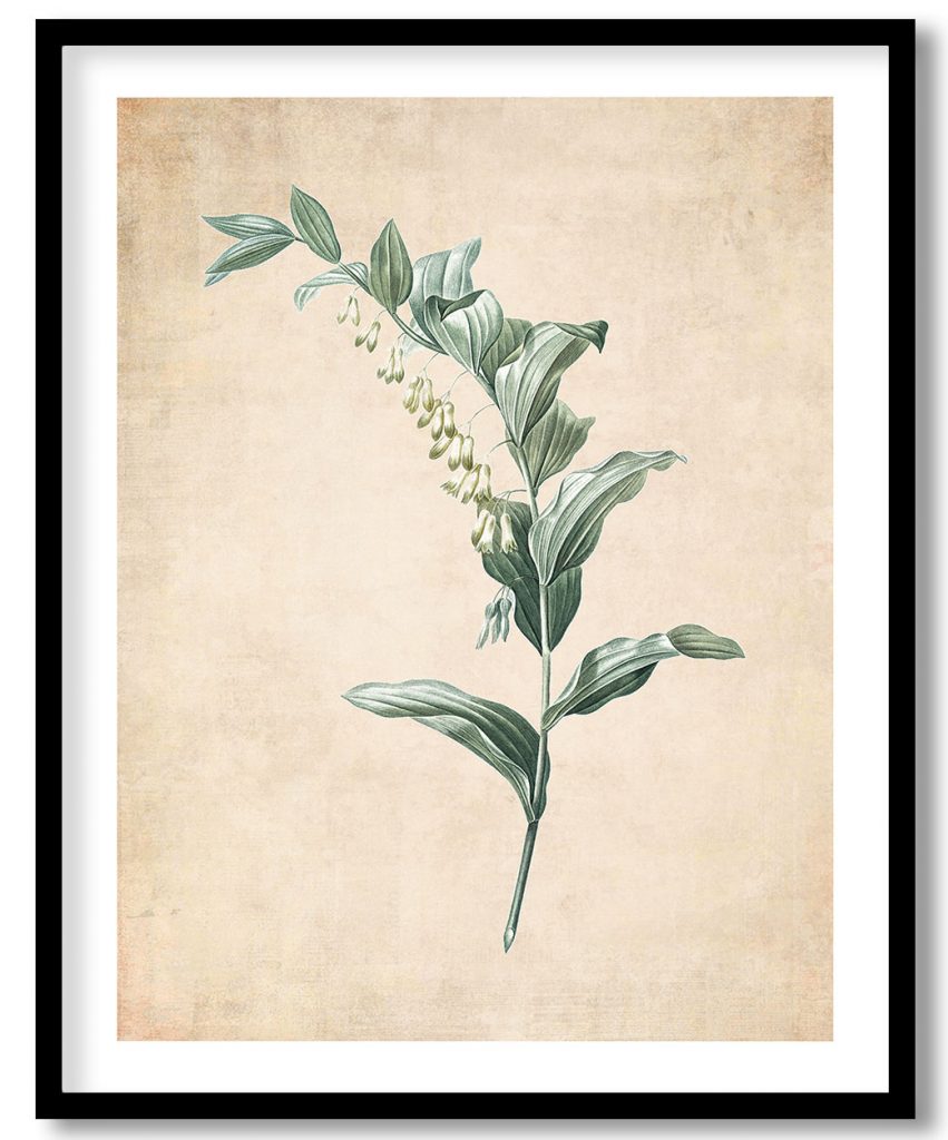 Solomon's seal - Pressed Vintage Botanical