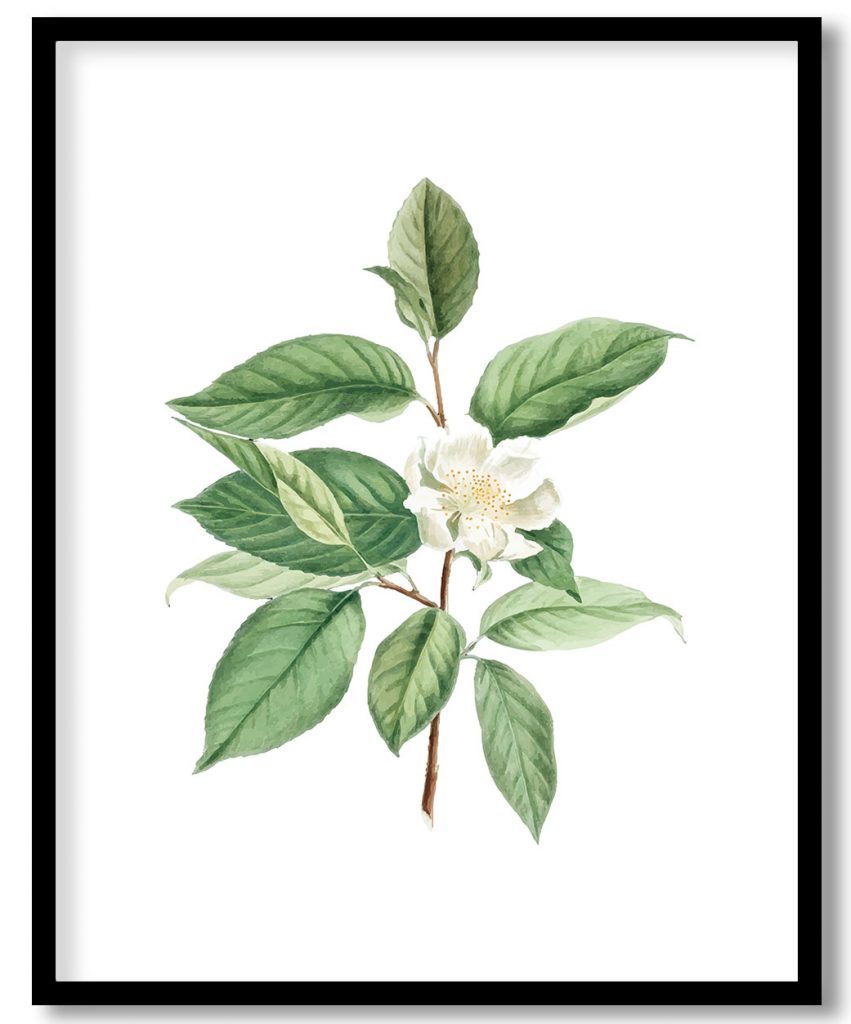 Stuartia Pentagyna botanical